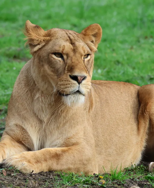 Lionne dans un parc animalier